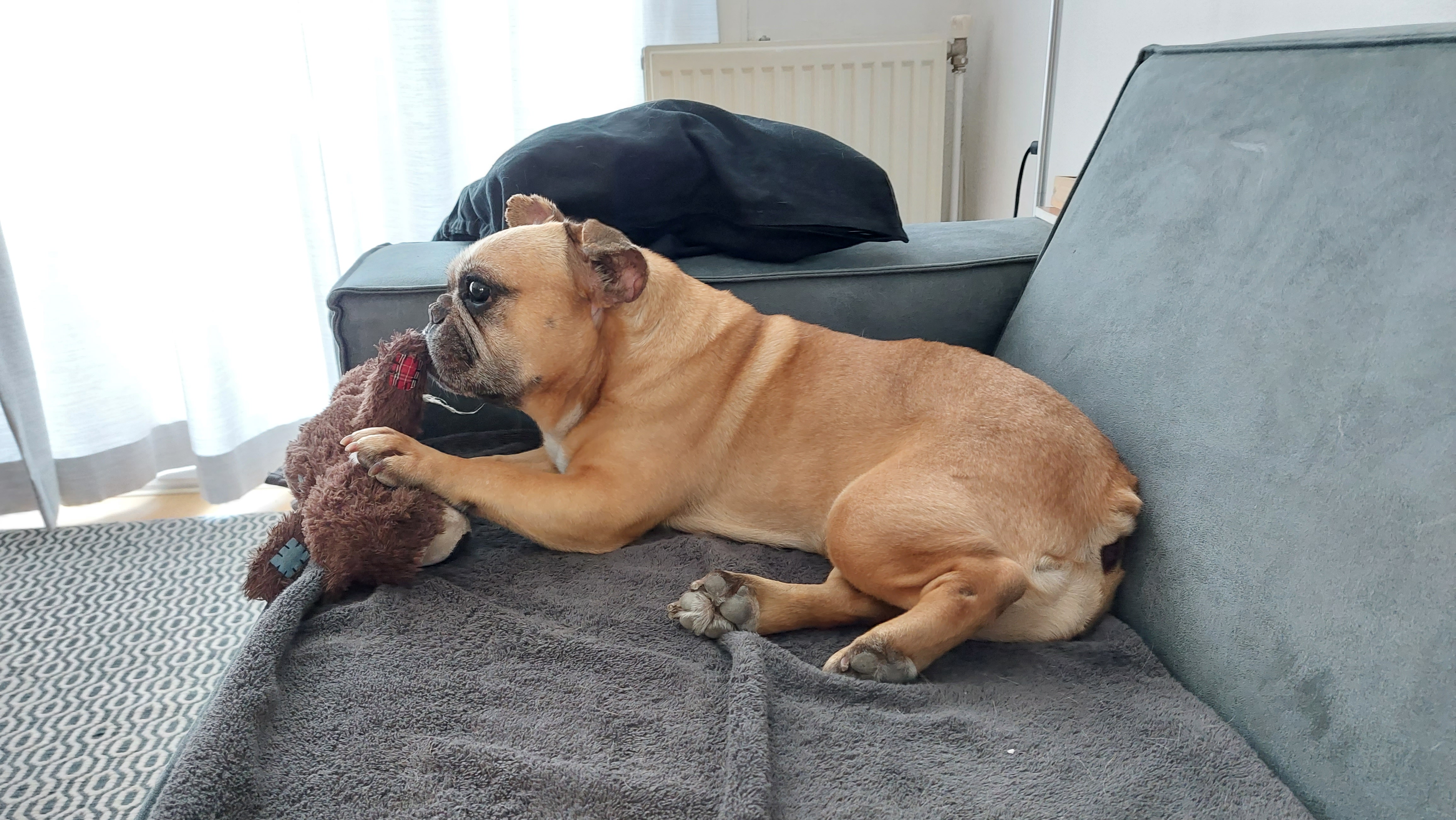 Foto van Stella, een Franse bulldog